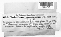 Tulostoma mammosum image